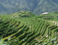 zielony skok Chin
