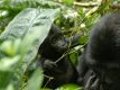 Goryl górski, fot. WWF