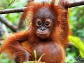Orangutan sumatrzański