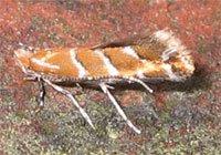 Szrotówek kasztanowcowiaczek