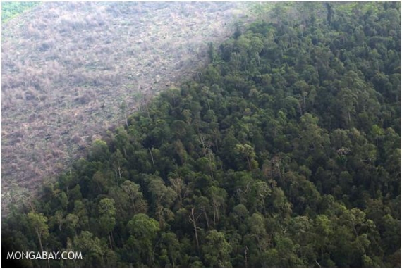 kontrast między nietkniętym, a zniszczonym lasem 