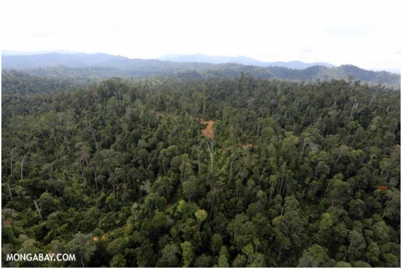 Lasy z selektywną wycinką