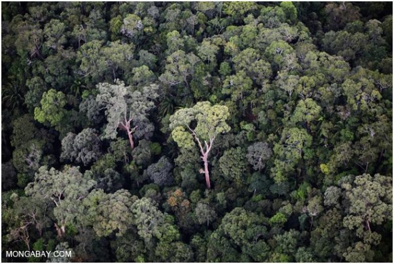 Dziewiczy las w kanionie Imbak 