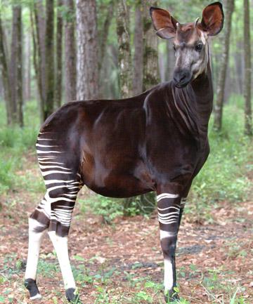 Okapi
