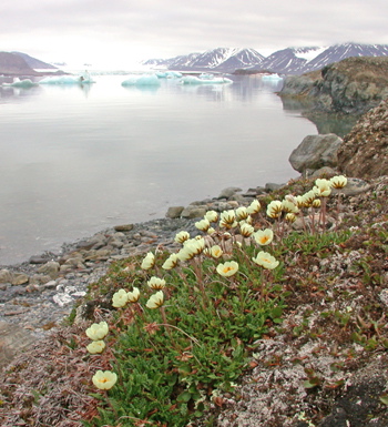 arctic flowers arctic flowers