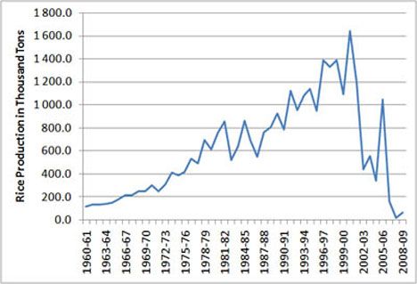 Produkcja ryżu w Australii