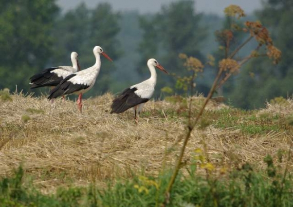 Bociany na polu