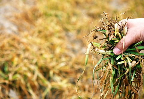 Susza w Chinach Susza w Chinach