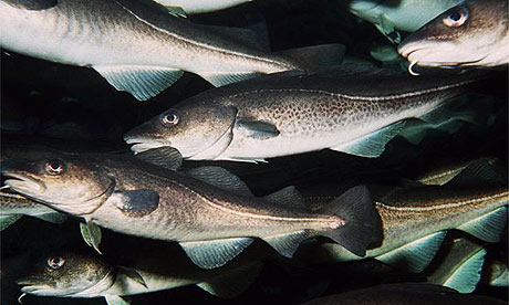 Dorsze z Morza Północnego Dorsze z Morza Północnego