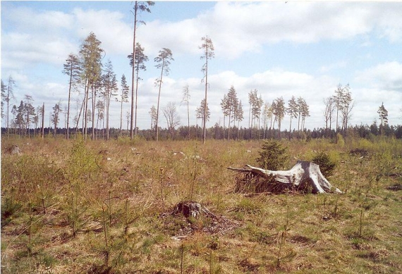 Wycinanie polskiej Amazonii