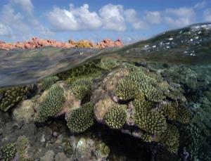 Zakwaszenie oceanów