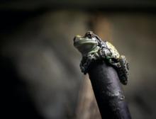 Bioróżnorodność Bioróżnorodność