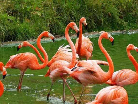 flamingi flamingi