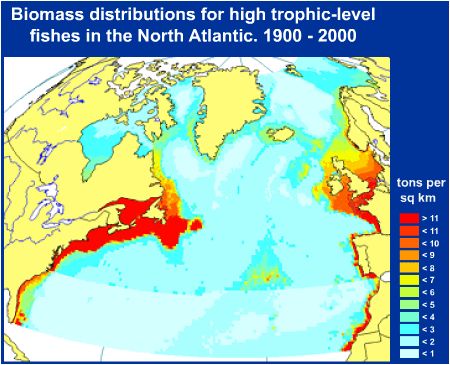 Masa ryb w Atlantyku Masa ryb w Atlantyku