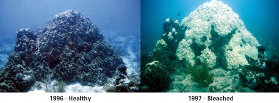 Przykład blaknięcia koralowców zaobserowany podczas rekordowego El Niño 
