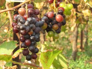 muscatgrapesonthevine muscatgrapesonthevine