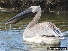 Pelikany i flamingi żyją na kiepsko oczyszczonych ściekach Pelikany i flamingi żyją na kiepsko oczyszczonych ściekach