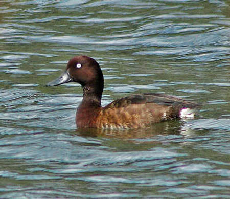 Perkozek długodzioby Perkozek długodzioby