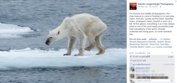 Wychudzony niedźwiedź polarny Wychudzony niedźwiedź polarny