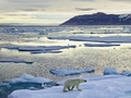 polar-bear-on-iceberg