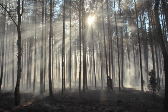 Pożar lasu w Pile Pożar lasu w Pile