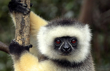 Sifaka