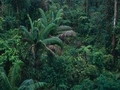 rainforest