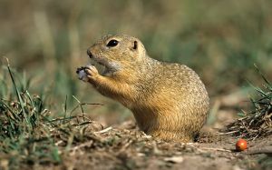 Suseł moręgowany Suseł moręgowany