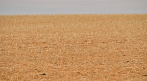 Chińska susza i kryzys energetyczny