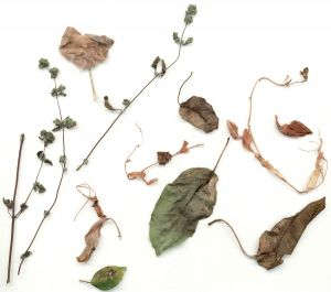 zasuszone rośliny