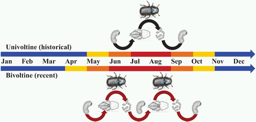 Pine beetle 2012-06 Pine beetle 2012-06