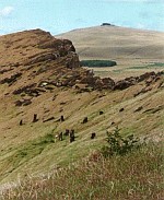 Wyspa Wielkanocna - lasy