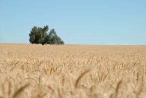 Kryzys żywnościowy