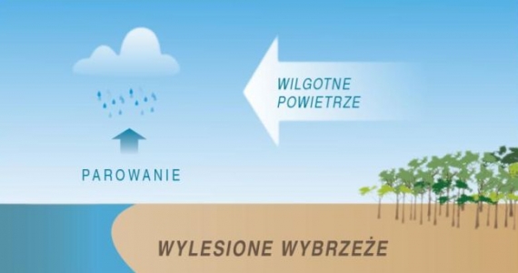 Wycięcie lasów na wybrzeżu Wycięcie lasów na wybrzeżu