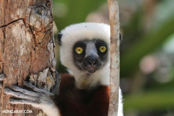 Lemur Lemur