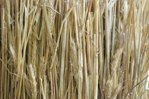 słoma jako biopaliwo