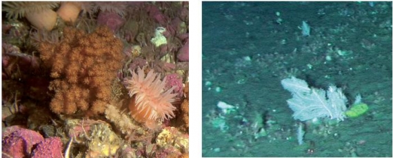 Zniszczone morskie dno