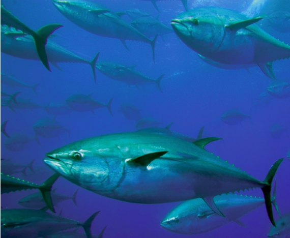 Tuńczyki błękitnopłetwe
