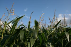 pole kukurydzy