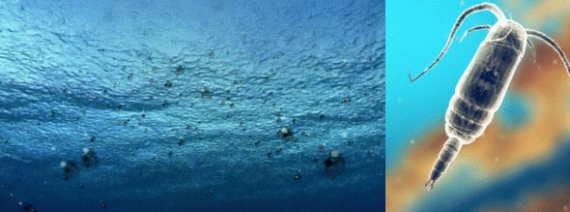 zakwaszenie-oceanow zakwaszenie-oceanow