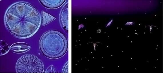 Okrzemki i zooplankton