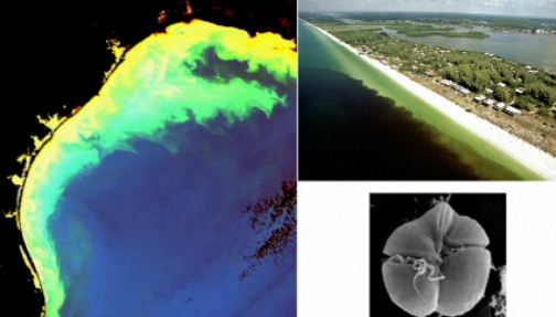 How we wrecked the ocean