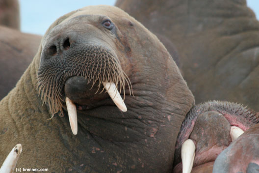 Morsy kolejnym zagrożonym gatunkiem