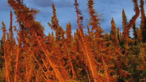 Pijane drzewa Pijane drzewa