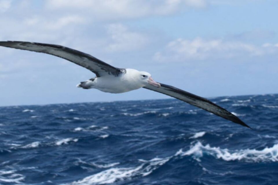 Albatros wędrowny z rozpostartymi długimi skrzydłami szybujący nisko nad falami otwartego oceanu