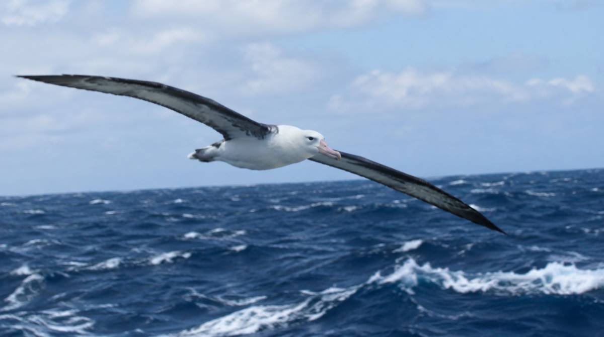 Albatros wędrowny z rozpostartymi długimi skrzydłami szybujący nisko nad falami otwartego oceanu