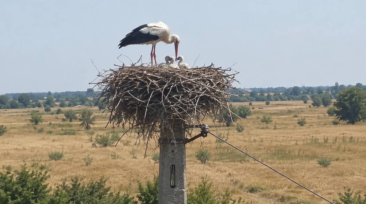 Bocian biały z pisklętami w gnieździe na słupie, w tle wyschnięta łąka w czasie suszy