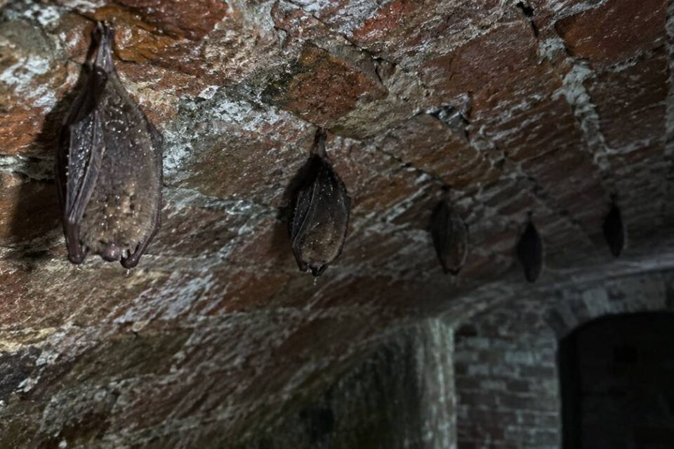 Hibernujące nietoperze wiszące głową w dół na ceglanym sklepieniu wilgotnej piwnicy