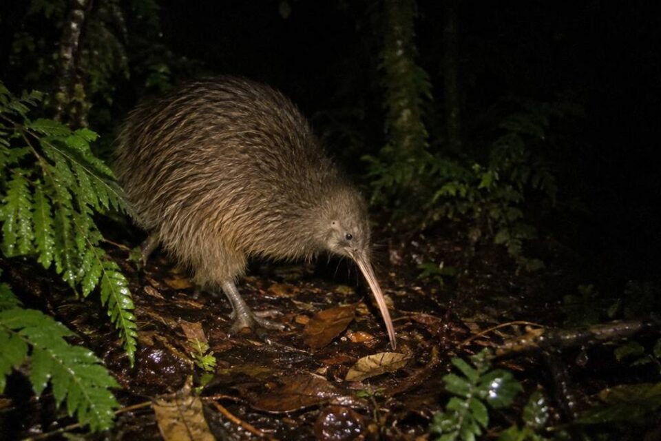 Kiwi z długim dziobem idący nocą po leśnym poszyciu wśród paproci w świetle latarki