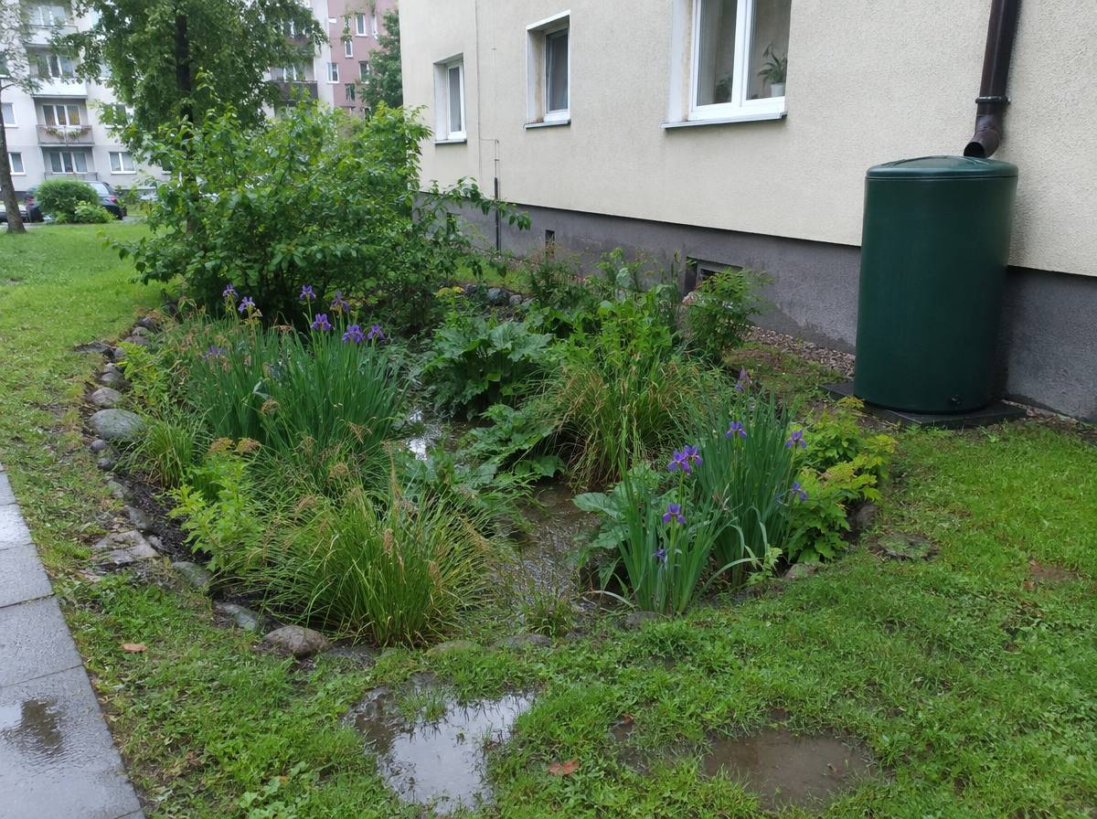 Ogród deszczowy z kosaćcem syberyjskim i turzycami przy bloku oraz zbiornik na deszczówkę podłączony do rynny